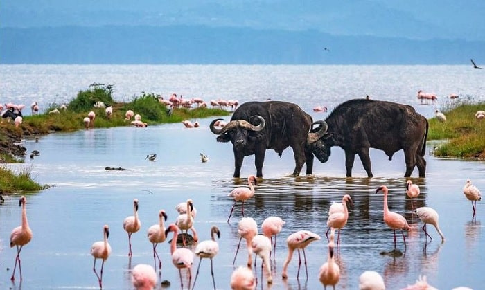 Greater Flamingo