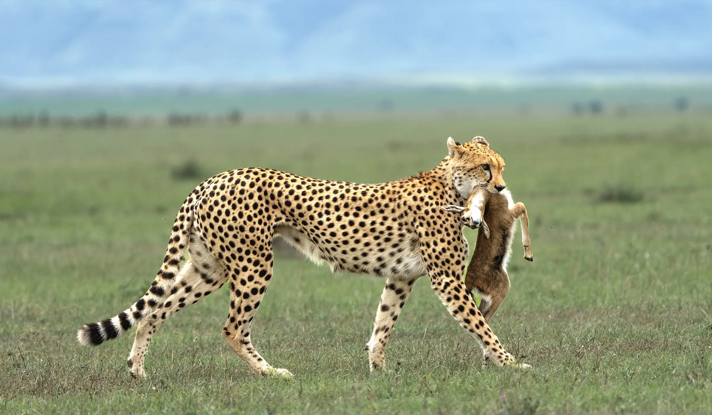 Cheetah