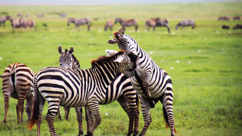 Plains Zebra