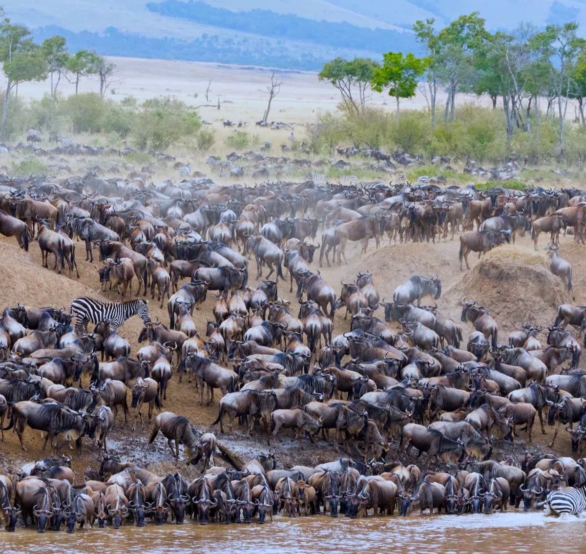 Wildebeest
